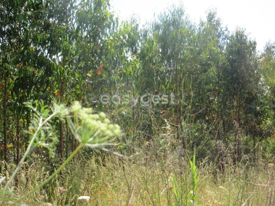 Terreno Agricola ou Rústico para Venda em Lourinhã e Atalaia Foto 10