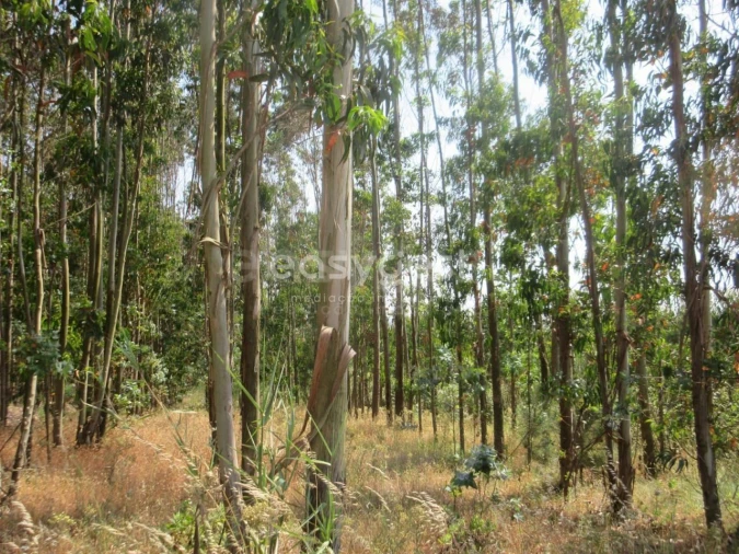 Terreno Agricola ou Rústico para Venda em Lourinhã e Atalaia Foto 3