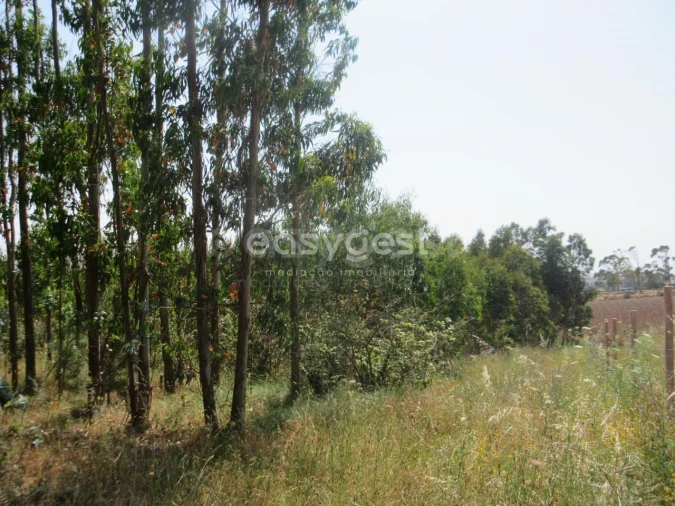 Terreno Agricola ou Rústico para Venda em Lourinhã e Atalaia Foto 4