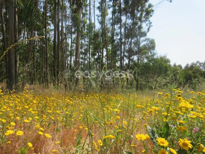 Terreno Agricola ou Rústico para Venda em Lourinhã e Atalaia Foto 8