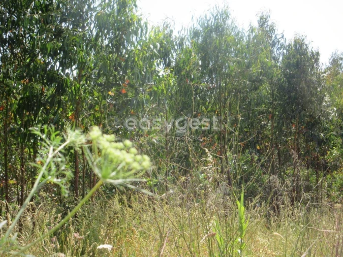 Terreno Agricola ou Rústico para Venda em Lourinhã e Atalaia Foto 10