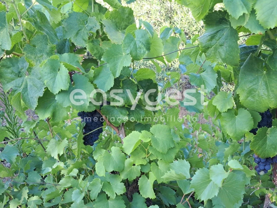 Terreno para Venda em Poiares Foto 7