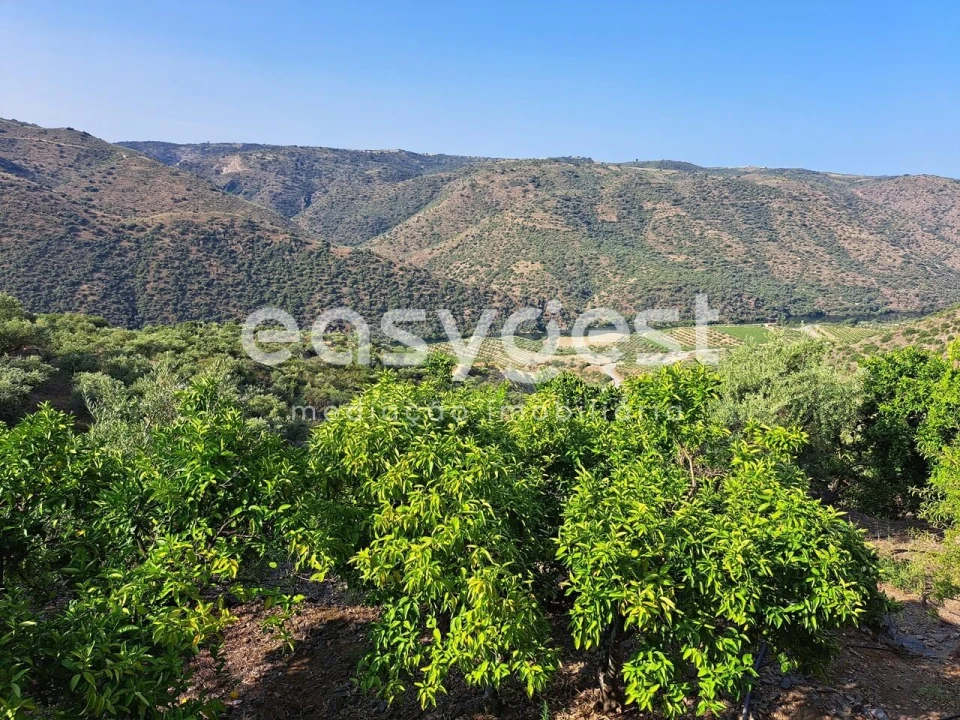 Terreno para Venda em Poiares Foto 10