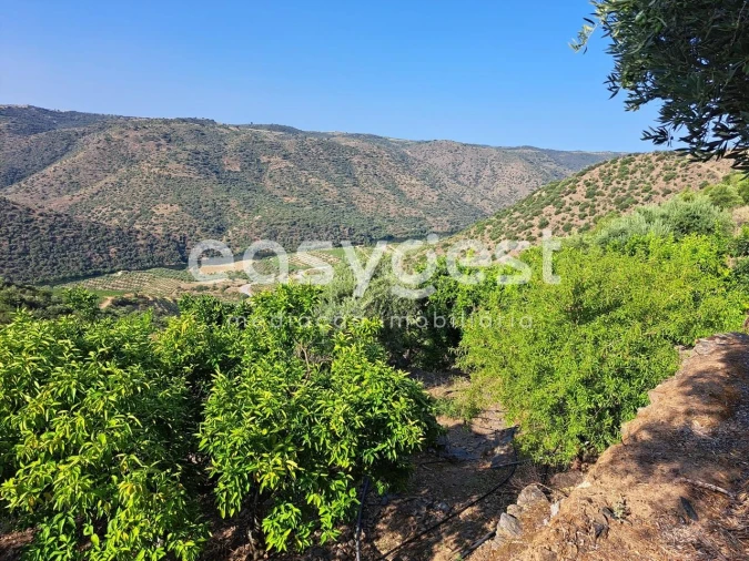 Terreno para Venda em Poiares Foto 11