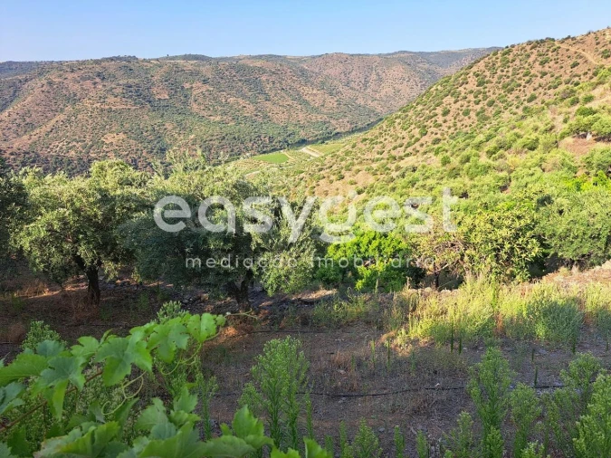 Terreno para Venda em Poiares Foto 16