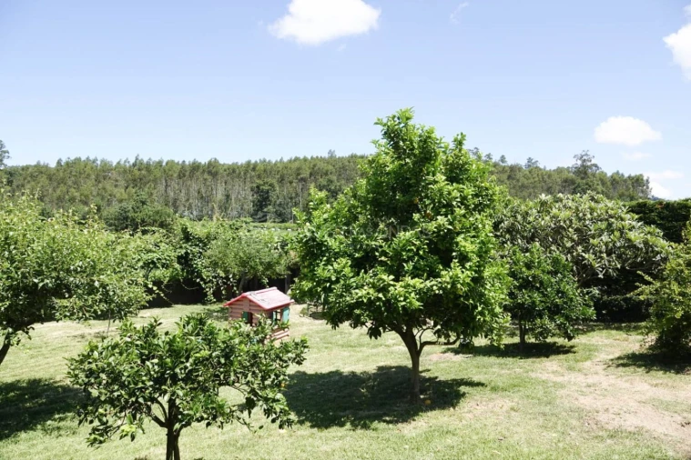 Moradia T4 para Venda em Sequeade e Bastuço (São João e Santo Estêvão) Foto 41