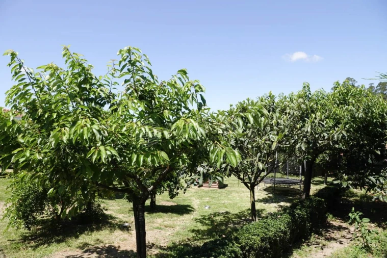 Moradia T4 para Venda em Sequeade e Bastuço (São João e Santo Estêvão) Foto 43