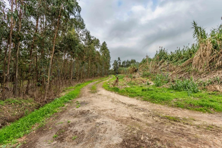 Armazém para Venda em Mira Foto 14