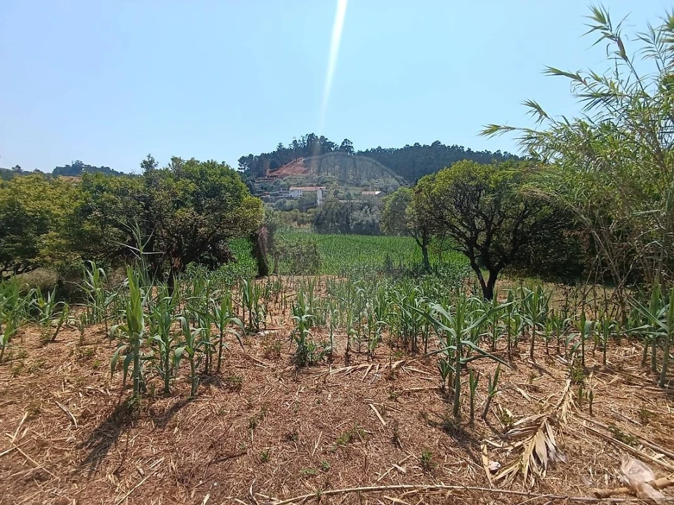 Terreno para Venda em Eiras e São Paulo de Frades Foto 5