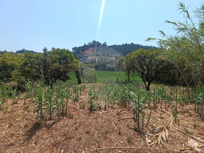 Terreno para Venda em Eiras e São Paulo de Frades Foto 5