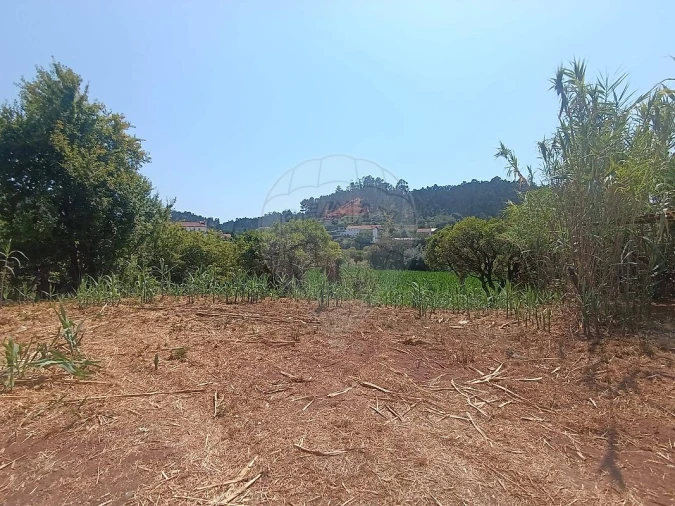 Terreno para Venda em Eiras e São Paulo de Frades Foto 3