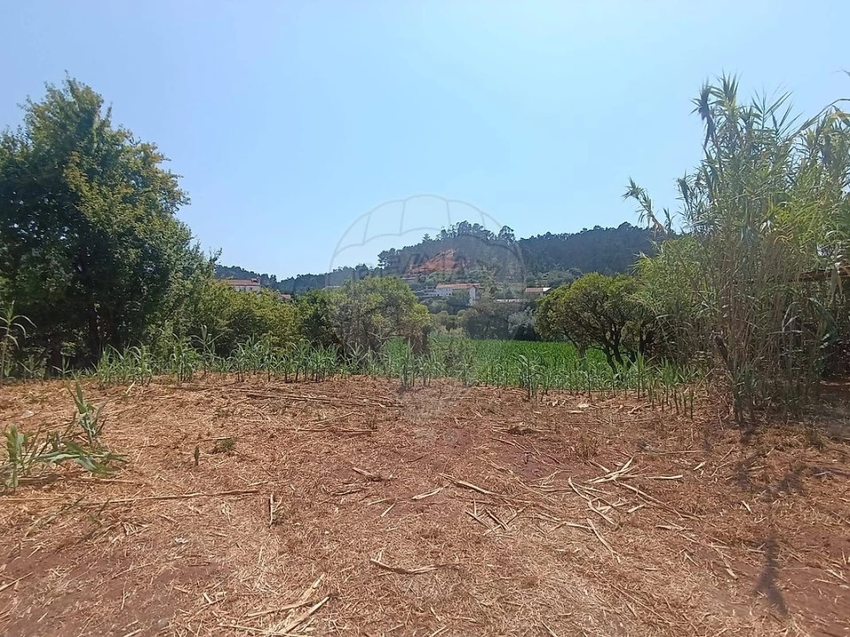Terreno para Venda em Eiras e São Paulo de Frades Foto 3