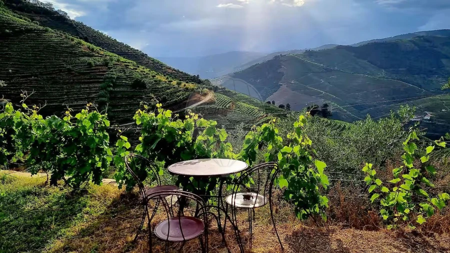 Quinta T3 para Venda em Valença do Douro Foto 29