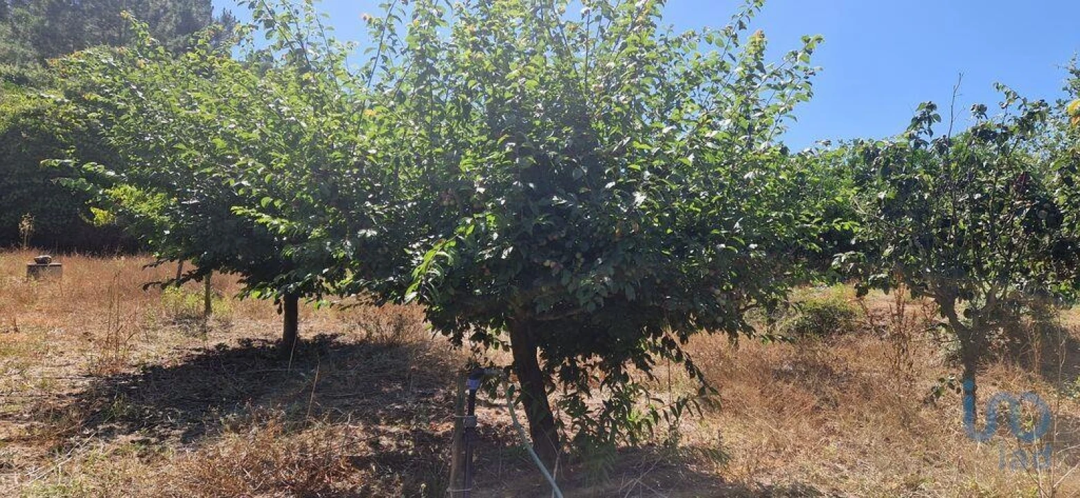Terreno para Venda em Azueira e Sobral da Abelheira Foto 4