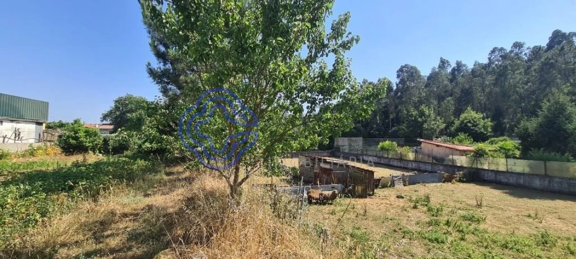 Terreno para Venda em Caldas de São Jorge e Pigeiros Foto 9
