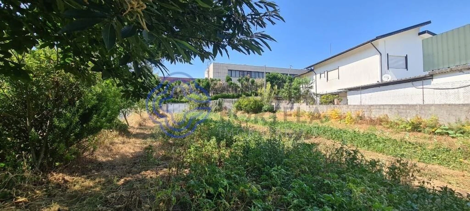 Terreno para Venda em Caldas de São Jorge e Pigeiros Foto 8