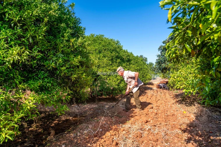 Quinta T9 para Venda em Conceição e Cabanas de Tavira Foto 19