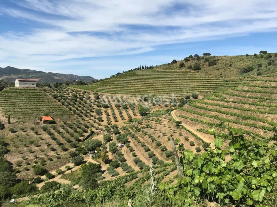 Quinta para Venda em Vila Nova de Foz Côa Foto 1