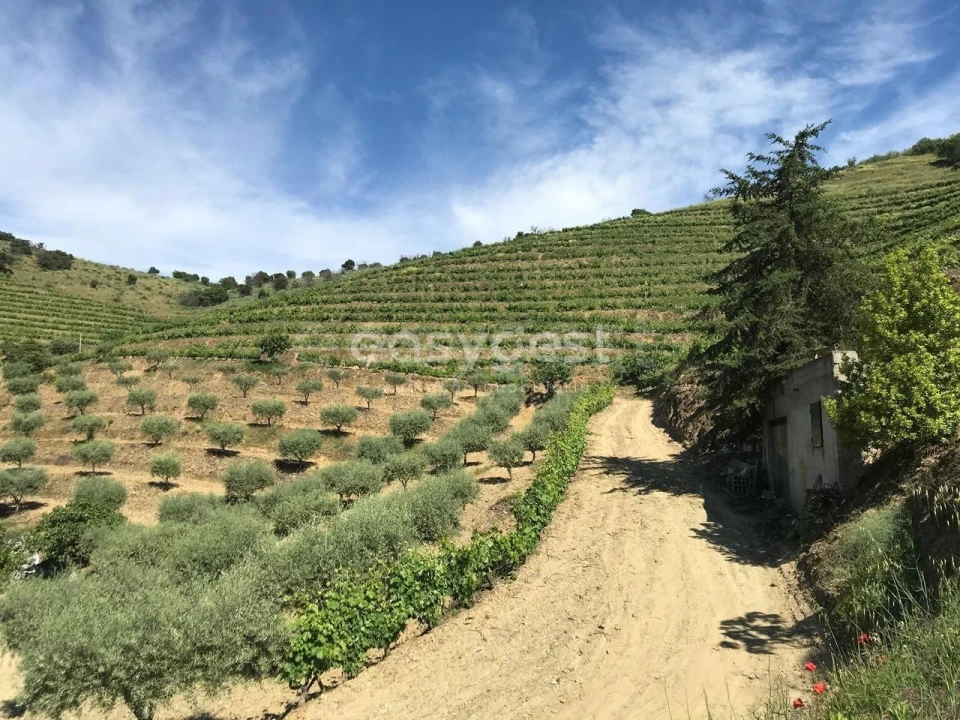Quinta para Venda em Vila Nova de Foz Côa Foto 2