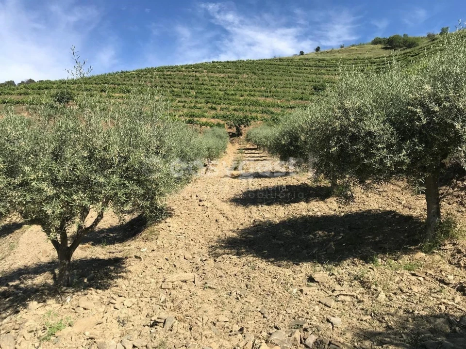Quinta para Venda em Vila Nova de Foz Côa Foto 4