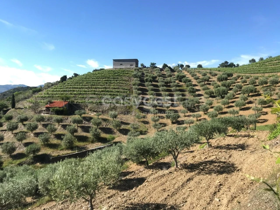 Quinta para Venda em Vila Nova de Foz Côa Foto 7
