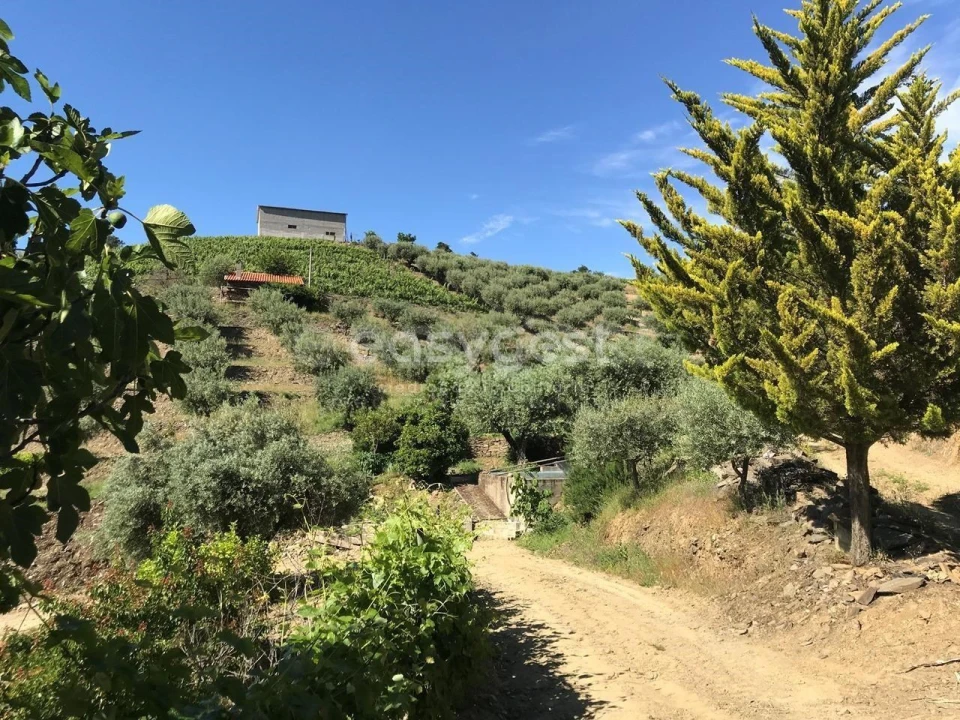 Quinta para Venda em Vila Nova de Foz Côa Foto 11