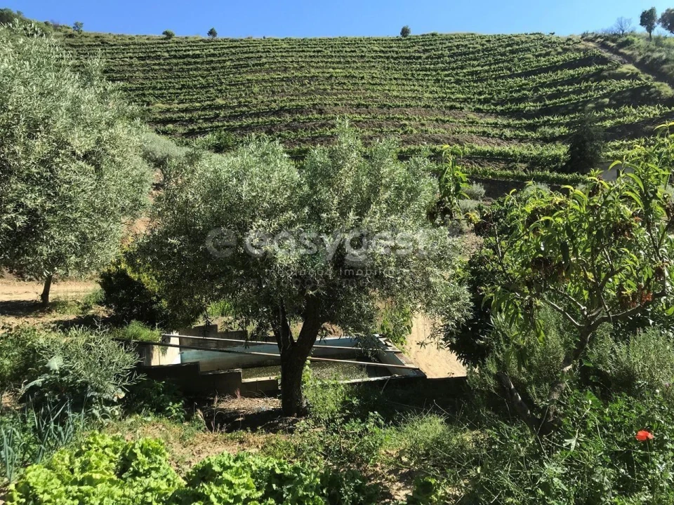Quinta para Venda em Vila Nova de Foz Côa Foto 14
