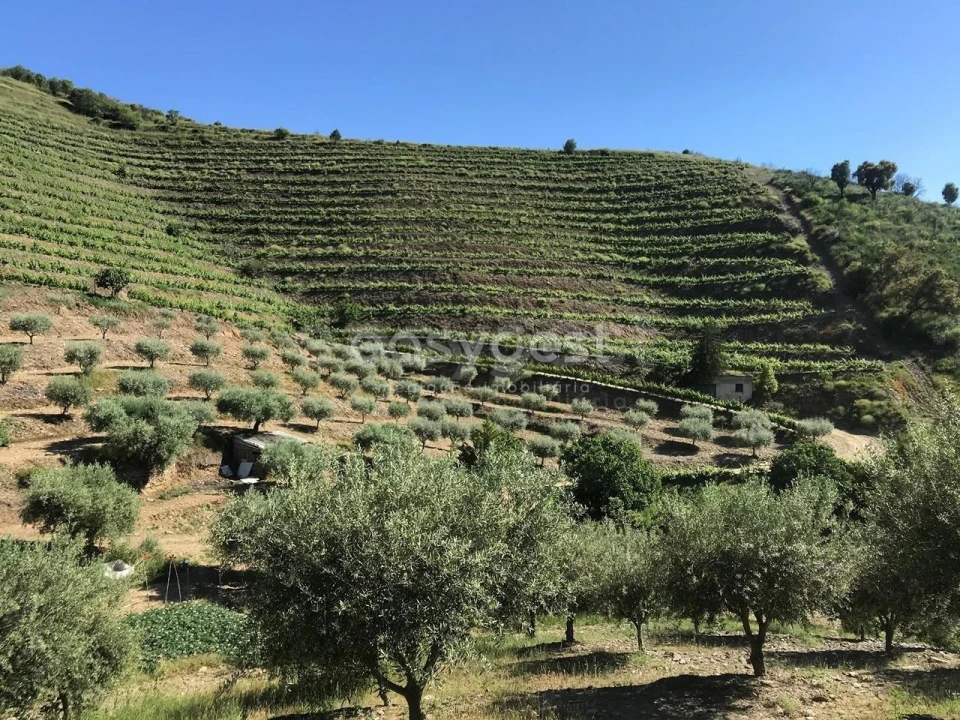 Quinta para Venda em Vila Nova de Foz Côa Foto 16