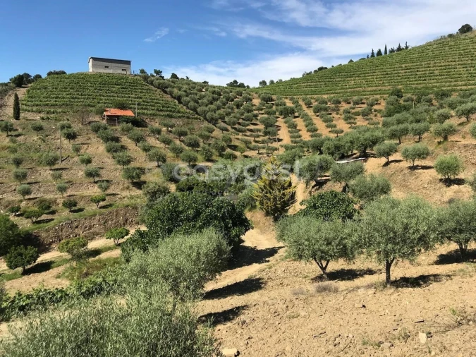 Quinta para Venda em Vila Nova de Foz Côa Foto 3