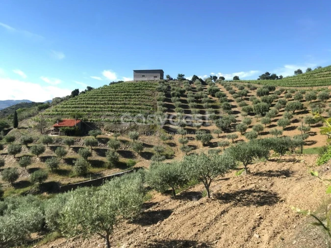 Quinta para Venda em Vila Nova de Foz Côa Foto 7