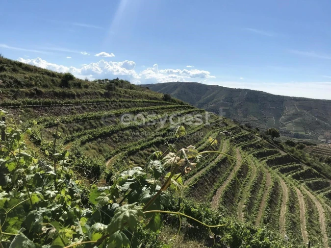 Quinta para Venda em Vila Nova de Foz Côa Foto 8