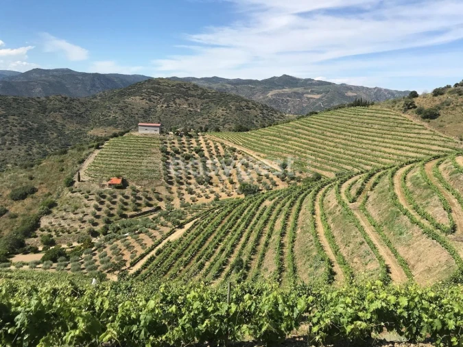 Quinta para Venda em Vila Nova de Foz Côa Foto 10