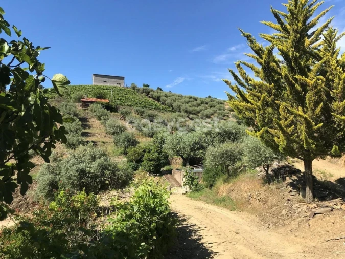 Quinta para Venda em Vila Nova de Foz Côa Foto 11