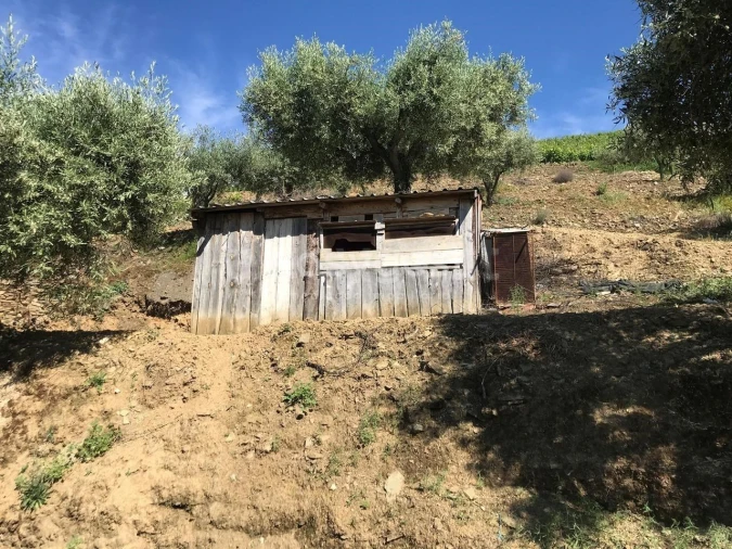 Quinta para Venda em Vila Nova de Foz Côa Foto 12