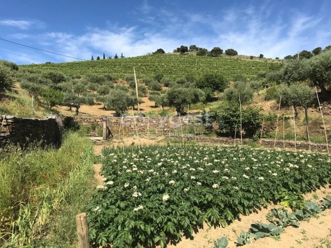 Quinta para Venda em Vila Nova de Foz Côa Foto 15