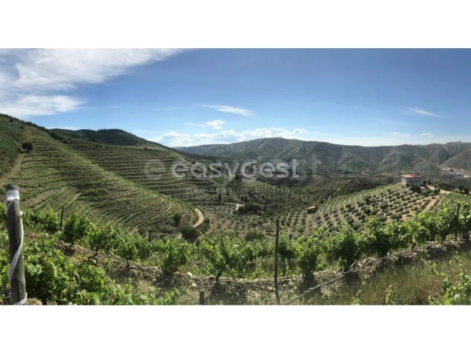 Quinta para Venda em Vila Nova de Foz Côa Foto 20