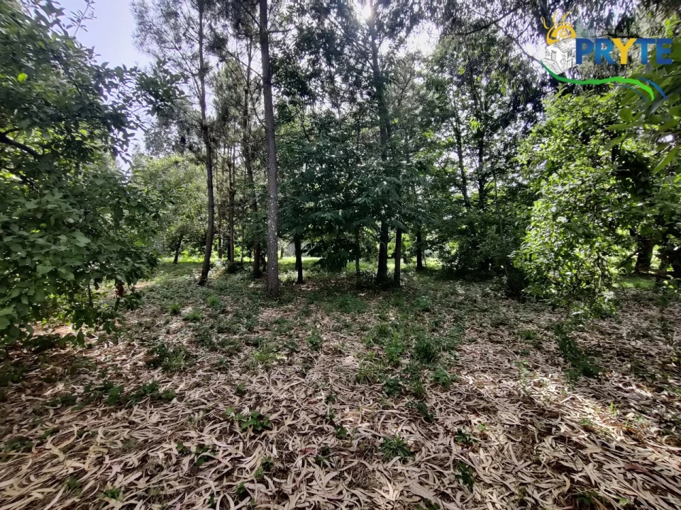 Moradia T3 para Venda em Ferreira do Zezere Foto 34