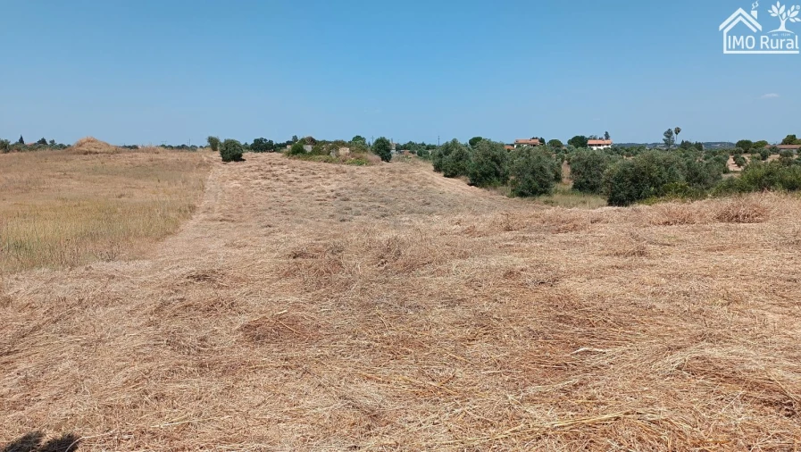 Terreno para Venda em São Vicente do Paul e Vale de Figueira Foto 6