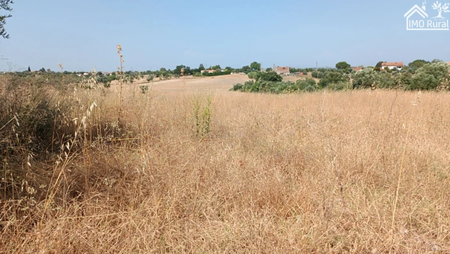 Terreno para Venda em São Vicente do Paul e Vale de Figueira Foto 15