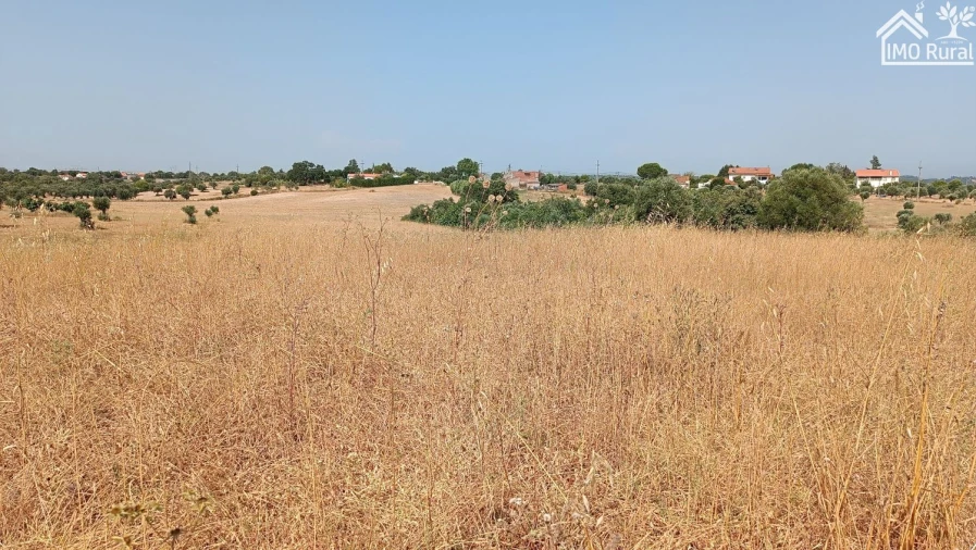 Terreno para Venda em São Vicente do Paul e Vale de Figueira Foto 18