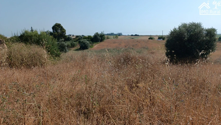 Terreno para Venda em São Vicente do Paul e Vale de Figueira Foto 24