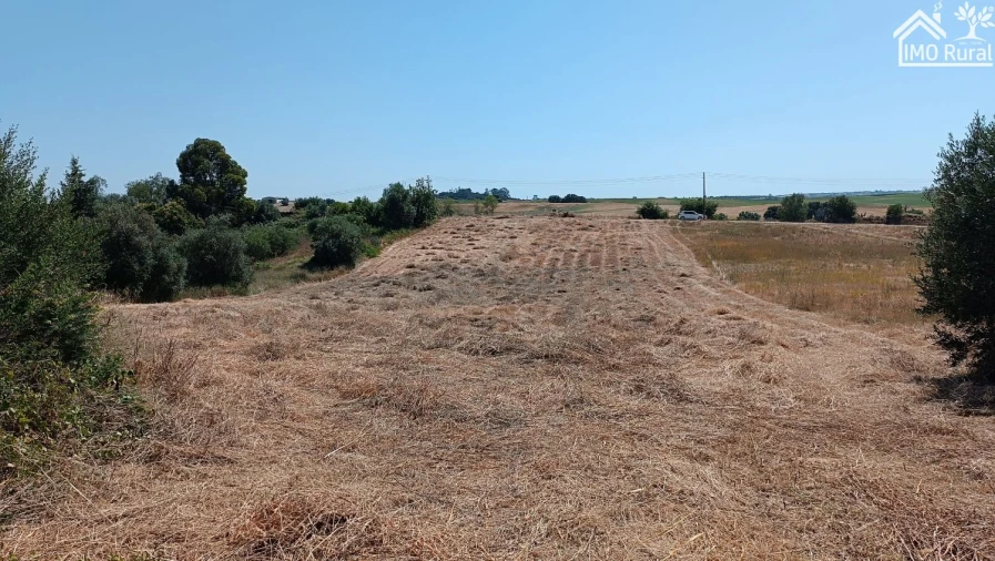 Terreno para Venda em São Vicente do Paul e Vale de Figueira Foto 8