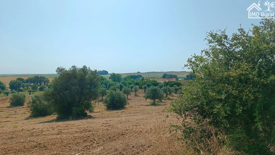 Terreno para Venda em São Vicente do Paul e Vale de Figueira Foto 5