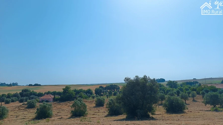 Terreno para Venda em São Vicente do Paul e Vale de Figueira Foto 4