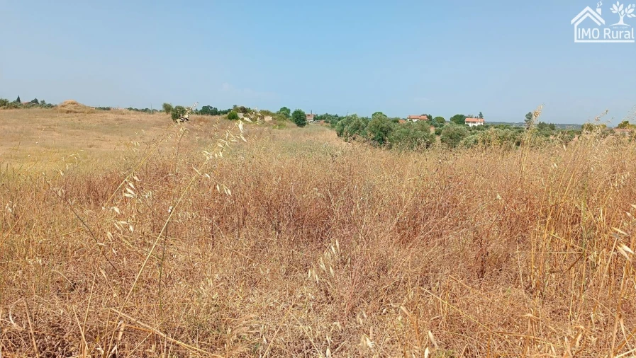 Terreno para Venda em São Vicente do Paul e Vale de Figueira Foto 10