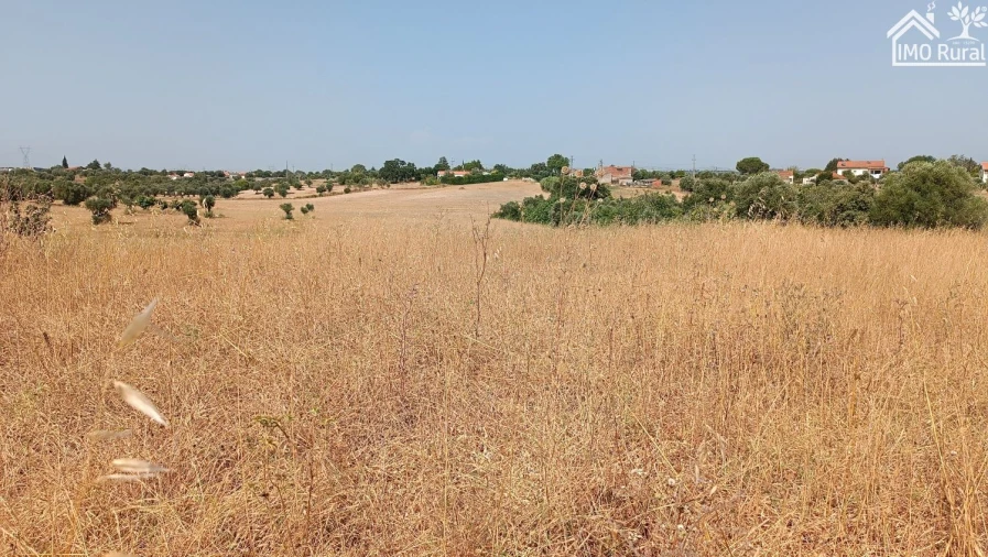 Terreno para Venda em São Vicente do Paul e Vale de Figueira Foto 19