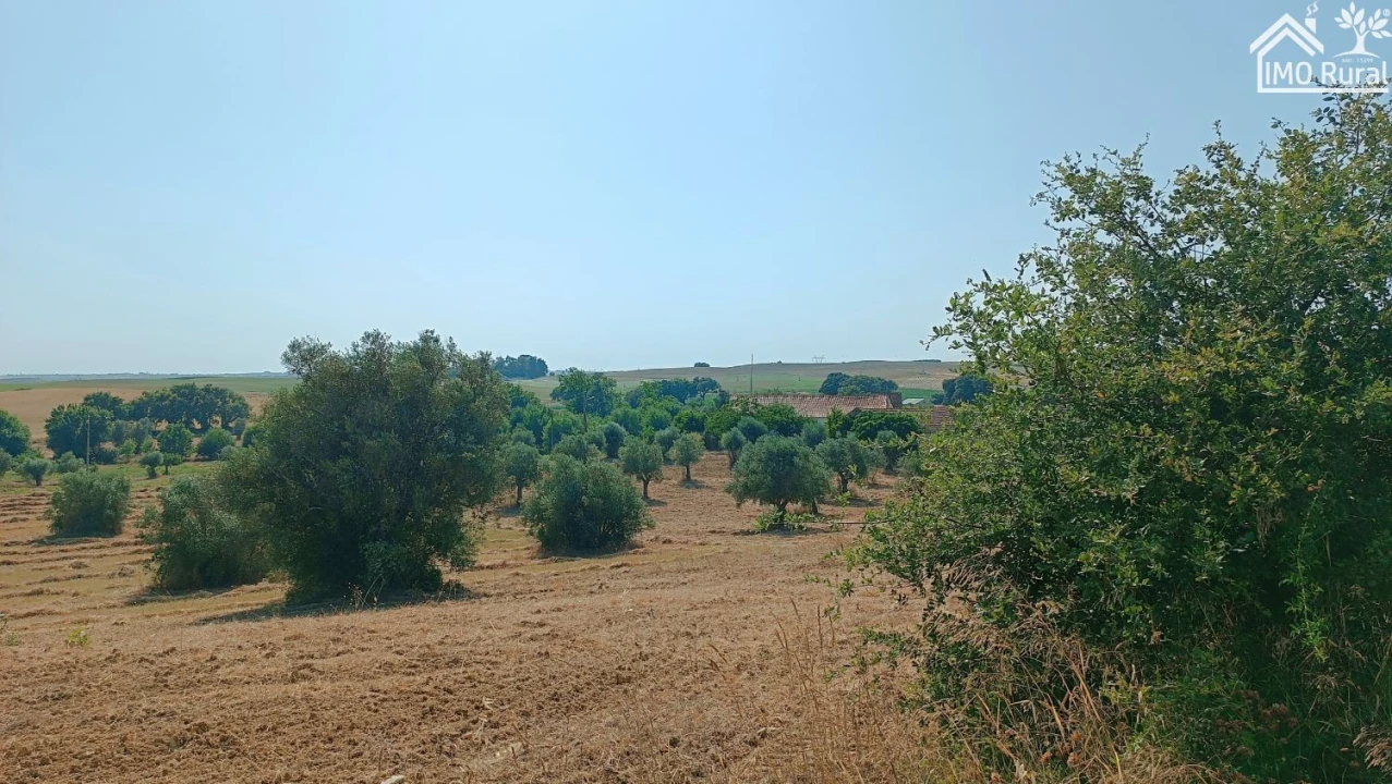 Terreno para Venda em São Vicente do Paul e Vale de Figueira Foto 5