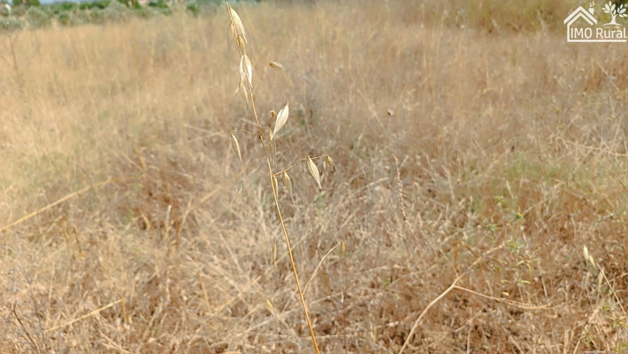Terreno para Venda em São Vicente do Paul e Vale de Figueira Foto 16
