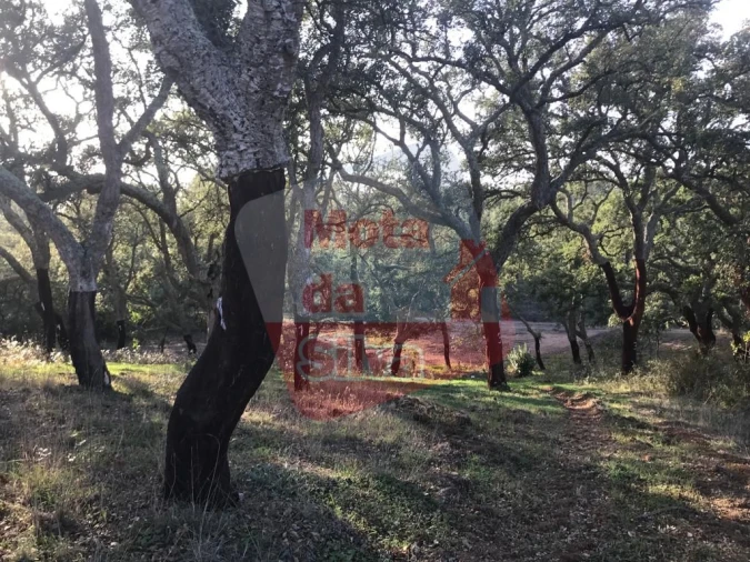 Terreno para Venda em Santiago do Cacém, Santa Cruz e São Bartolomeu da Serra Foto 5