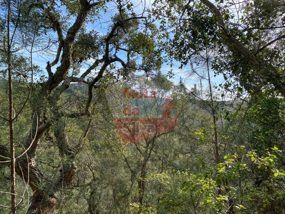 Terreno para Venda em São Francisco da Serra Foto 4